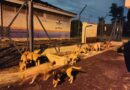 Thanush And His Dog Friends